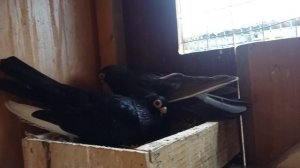 Короткоклювые турманы