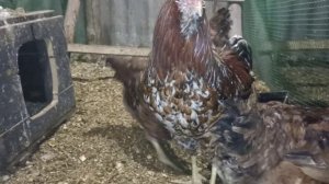 Орловская ситцевая порода кур. вес петуха!