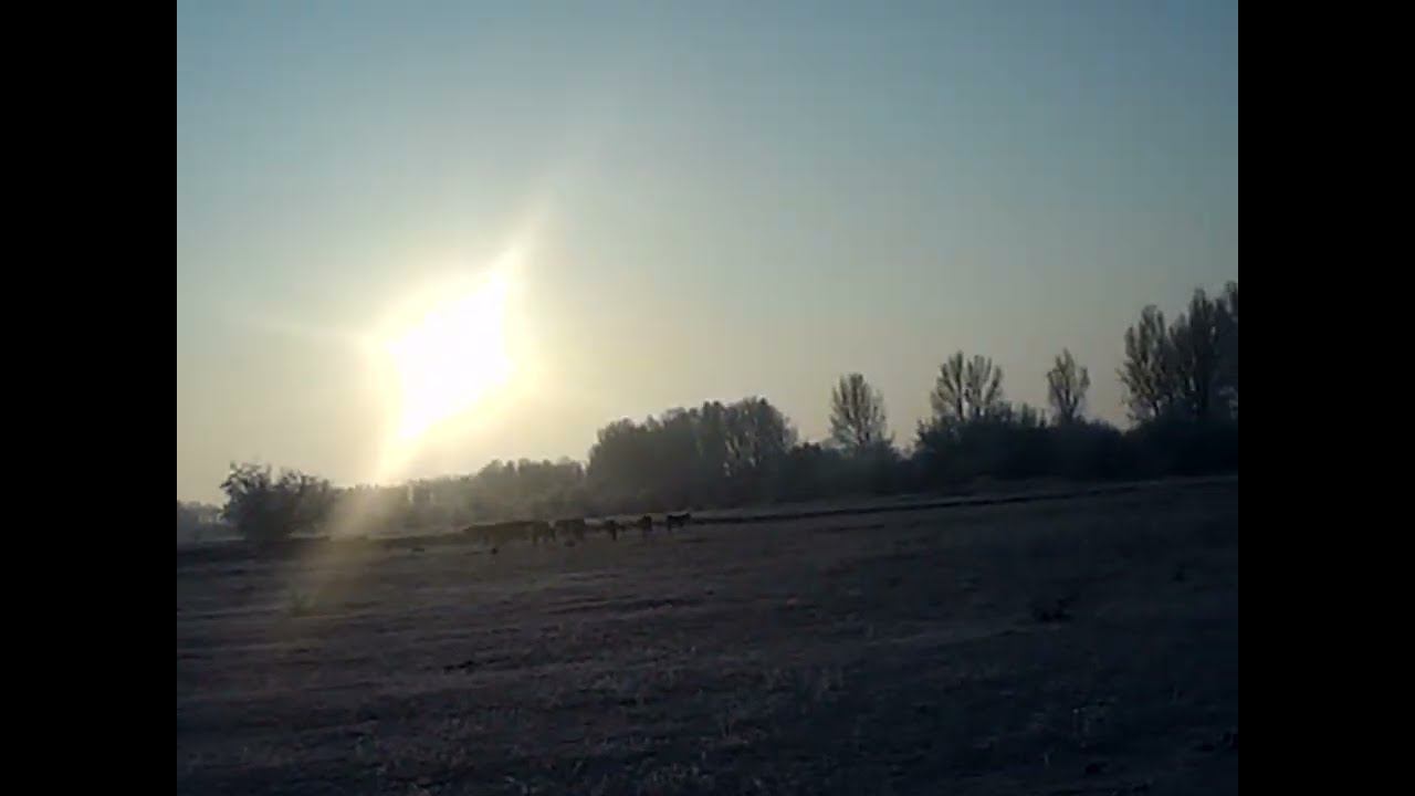 02.02.2025 ЧТО ДЕЛАТЬ? : ЛПХ В ОПАСНОСТИ смотреть онлайн