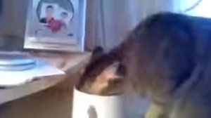 кошки в кружке, Смех и только, Новые Приколы, Шутки, Смешные ролики Юмор! Прикол! Смех