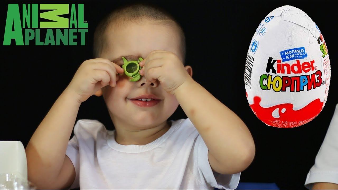 Дети распаковывают Киндер Сюрпризы - Планета Животных. Animal Planet Kinder Surprise toys смотреть онлайн