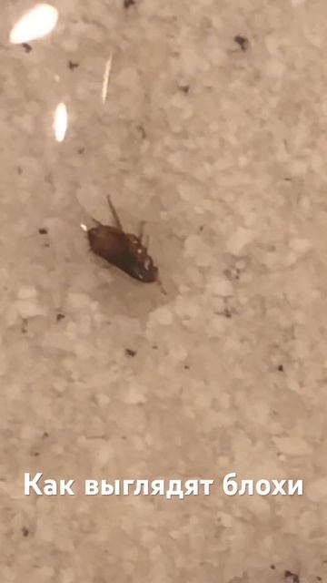 Именно так выглядит блоха которую мог принести с улицы ваш питомец. блохи собачьиблохи блоха