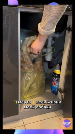Мечта всей жизни у собаки ✨ #собаки #юмор #мечта #топ