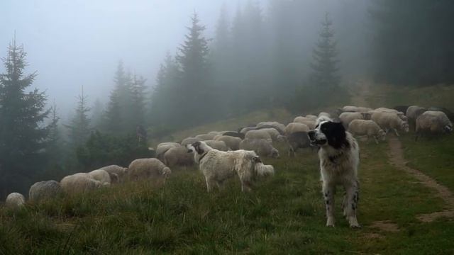 Мирослава Копинець "Ей, вівчарику молоденький".Відео-Віра Кобулей смотреть онлайн