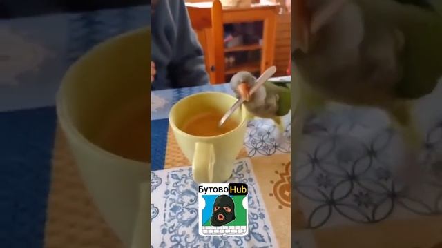 Мне бы такого ПОПУГАЯ огонь 🔥🔥🔥🔥🔥