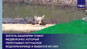Житель Башкирии помог медвежонку, который переплывал Нугушское водохранилище и выбился из сил