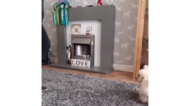 Я ржал целый час! Самое смешное видео в мире!) смотреть онлайн