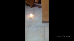 Curious Cats vs Candles Compilation 9 минут котов