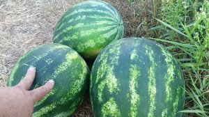 арбуз эркен f1 урожайный и очень ранний