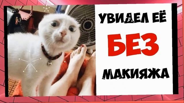 Позитив Для хорошего настроения! Котопозитив!  Без кота и жизнь не та!