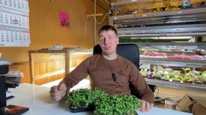 Как вырастить микрозелень подсолнечника? Рассказываю