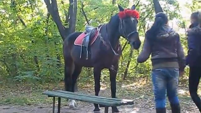 Лошади - это чудо и удовольствие!
