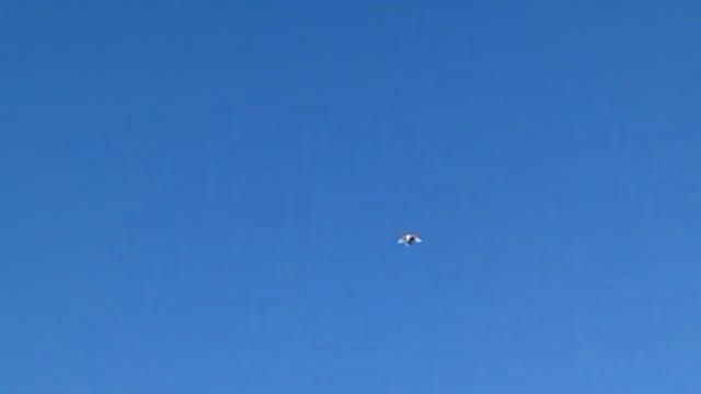 Не важный полёт бокатых и белых голубей смотреть онлайн