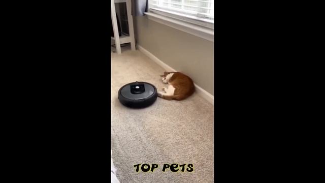 🐕 Неглаженные булочки! 😺 Подборка смешных котов и собак  для хорошего настроения! 😺