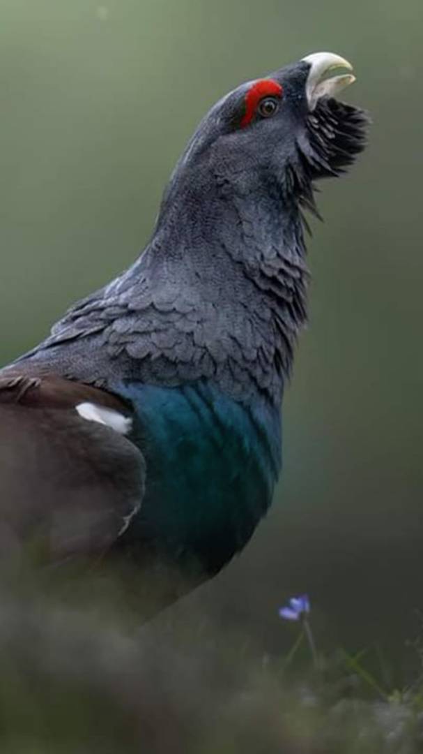 Если бы любая охота заканчивалась трофеем она потеряла бы всю свою эстетическую красоту и ценность