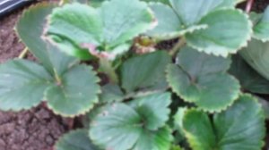 клубника в сентябре .