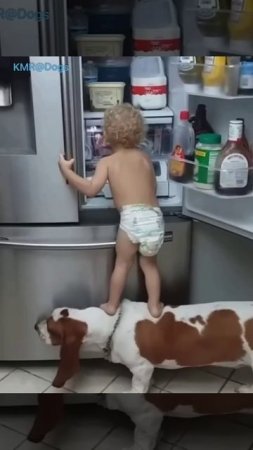 Раз мне ничего не достанется, я выхожу из дела😂 ( видео про собак и детей )