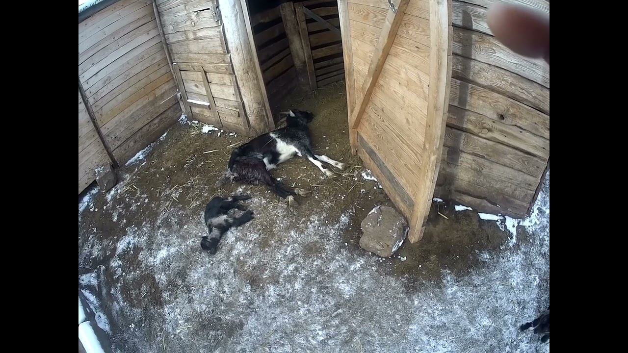 17.02.2025 ЧТО ДЕЛАТЬ? : ЛПХ В ОПАСНОСТИ смотреть онлайн