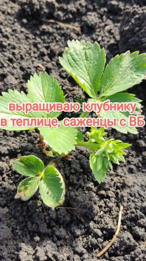 Выращиваю клубнику в теплице, саженцы с ВБ