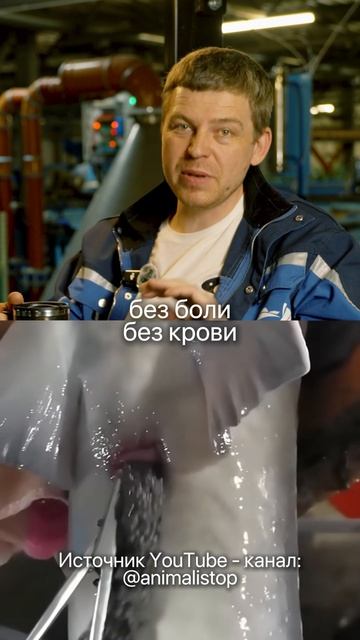 Вся правда про ЧЕРНУЮ ИКРУ за 30 секунд! Вы узнаете... #икра #рыба #белуга #осетр #чернаяикра смотреть онлайн