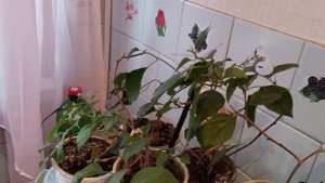 Цветы комнатные/ Любимые цветы/ Обзор