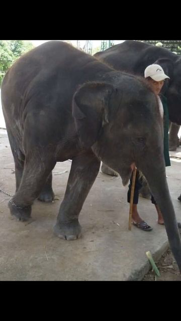 Паттайя. Таиланд.. смотреть онлайн