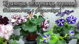 Цветение моих фиалок! Краткие обзорчики сортов) Болталочка)