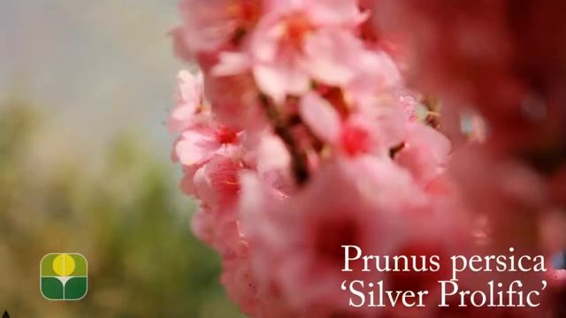 Prunus persica 'Silver Prolific' смотреть онлайн
