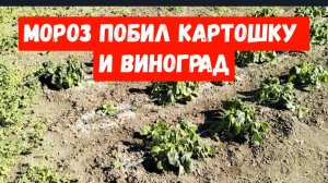 #12🌷28 апреля.Замерзла картошка и виноград/Черенки роз/Убралась за домом/Первый крупный 🍅