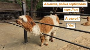 Милахи альпаки в парке Лога. Животных можно кормить специальной едой. Ростовская область, 24.04.25