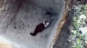Кот упал в яму (cat in the pit)