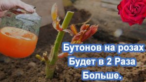 Обязательная подкормка Роз в Мае. Бутонов больше. Делюсь личными наработками. Вносим удобрения.