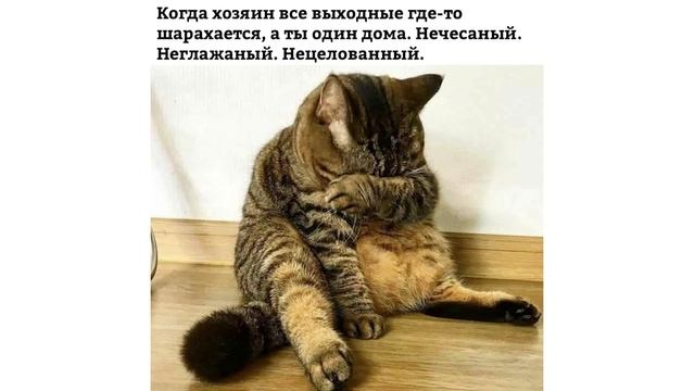 Приколы. К ЛЕТУ ГОТОВ | Мемозг #84