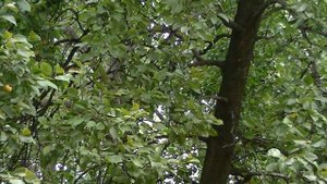 JVC GZ-HM445 охота за мухой