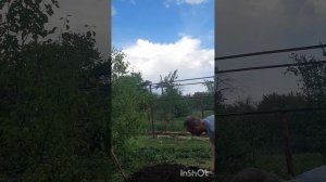 Посадила щавель и снова редиску