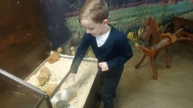 ТИМА на выставке УШАСТЫХ и ПУШИСТЫХ смотреть онлайн