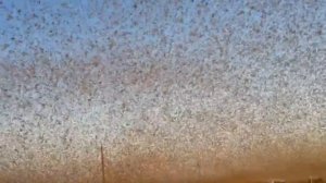 Саранча в Астраханской области