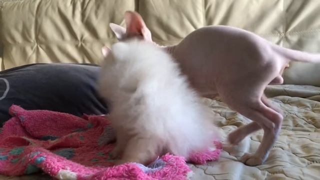 Щенок Шпица💙в типе мишка🧸