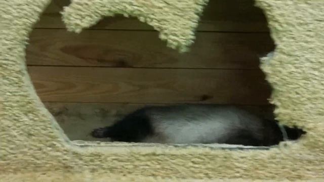 ПРИКОЛЬНЫЕ ЖИВОТНЫЕ в КОНТАКТНОМ ЗООПАРКЕ🐵 смотреть онлайн