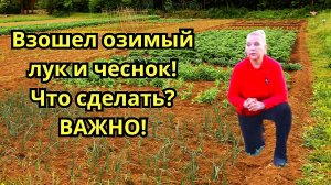 Что добавить в грядку сразу после появления всходов лука и чеснока?