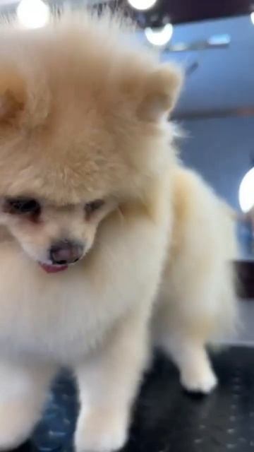 Шпиц Ричард, груминг до/после смотреть онлайн