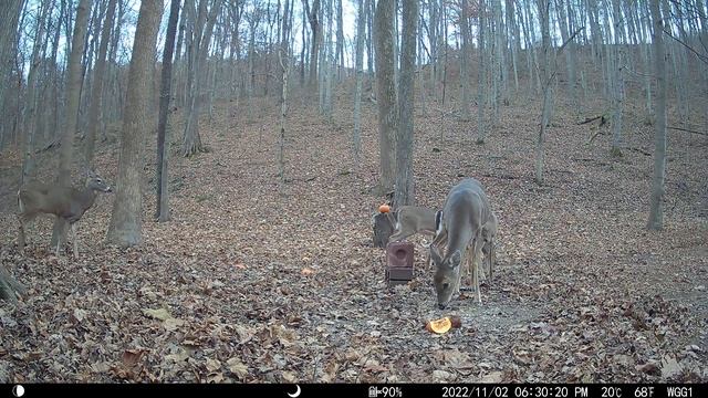 Doe with the very small yearling on left is #2 dominate doe. She does not mess with #1 dominate doe смотреть онлайн