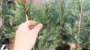 Купрессоципарис Лейланда 2001