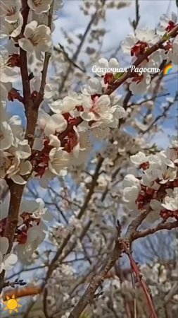 Взаимная любовь 💞 далеко печаль.