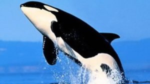 Первая  Ряльная Жизнь Кита - Убийцы Косатки Кейко!