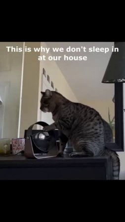 Котики (40)