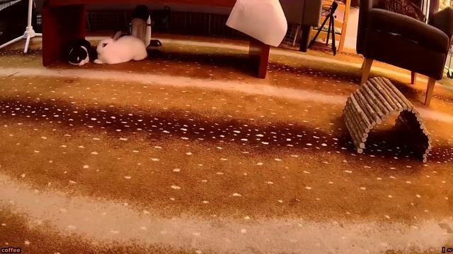 Голодный волк смотреть онлайн