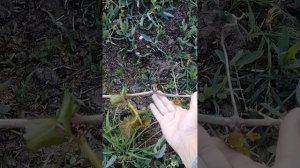 Заморозки на Юг приходили. Что погубили?