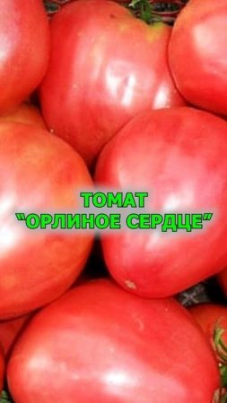 Самые большие и сочные томаты для дачи