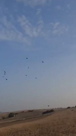 10 взял с одного выстрела 🎯🐦 #охота #охотанагуся